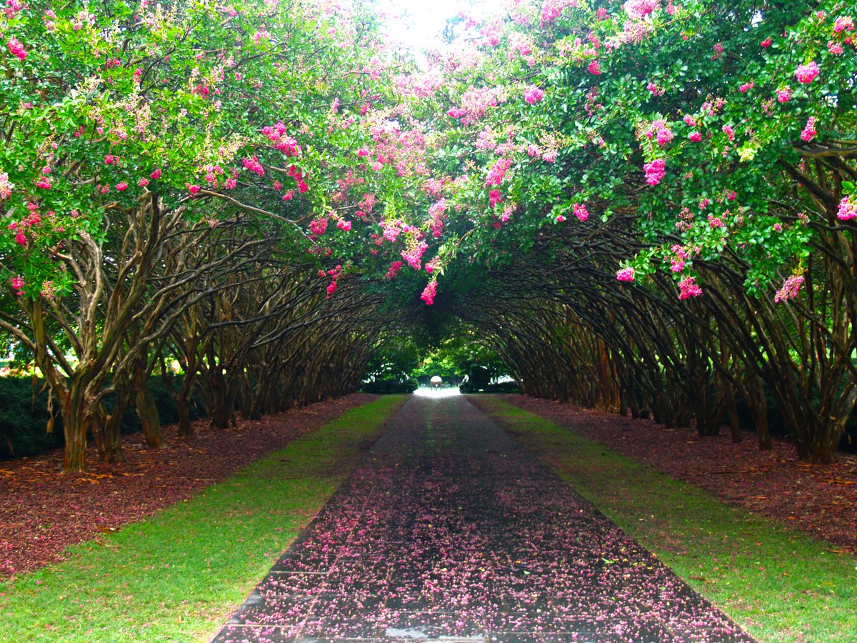 dallasarboretum's tweet photo. [blog] Give your trees and their roots the space they need by caring for your root flare. #blog #dallas #tx #gardening #northtexas #trees #rootflare https://t.co/8j0GS7On3W https://t.co/okN2zhtQSi