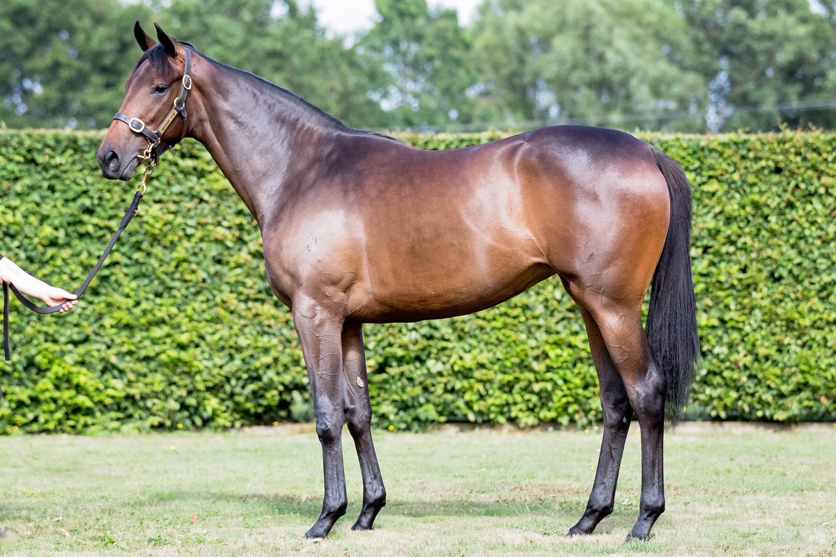 WestburyStud's tweet image. El Roca has made an excellent start to the sales series &amp;amp; has some great ones to follow @KarakaChat in the coming weeks. The half sis to stakes winning 2YO Ichiban certainly catches the eye &amp;amp; will appeal to many! #pedigree #runner