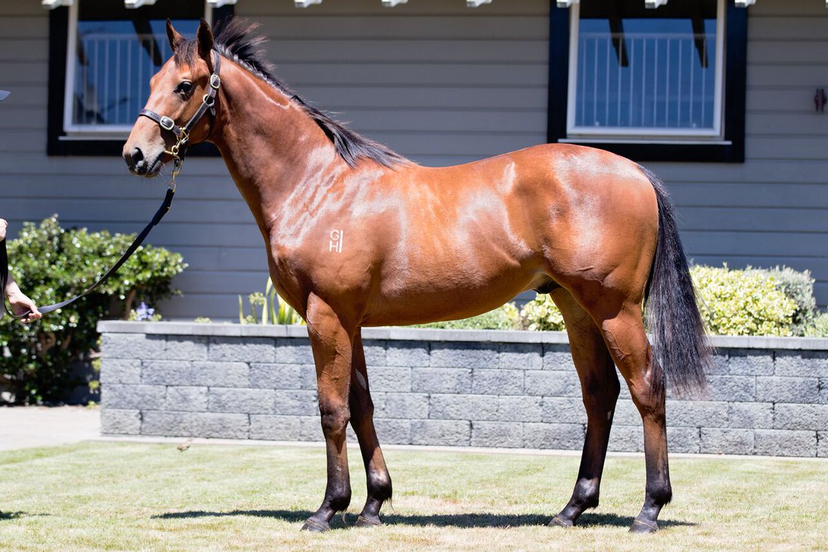 WestburyStud's tweet image. The brother to multiple Group winner Passing Shot looks a real runner and can follow in his bro's footsteps when he gets to the track! @KarakaChat @_GoRacing #ijustwanttorun #attitude #Lot155