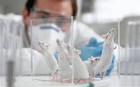 animaltesting1_'s tweet image. Animal testing is wrong and unjust and it needs to be stopped. Through this account I aspire to educate people on this issue and help raise awareness.