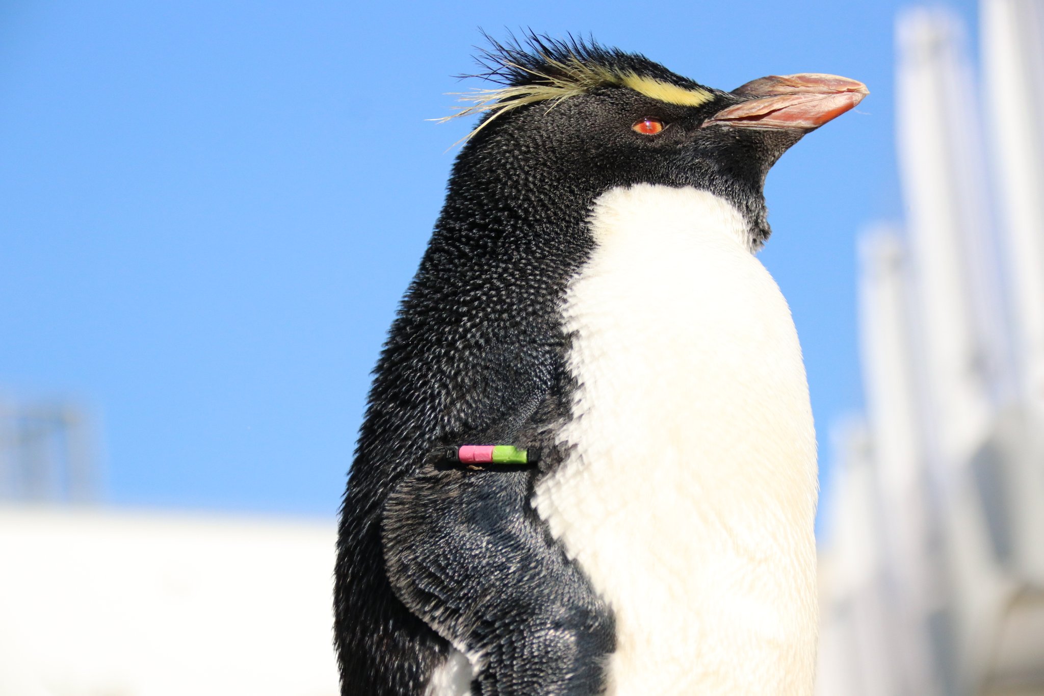 164_minamiiwatobipenguin_01.jpg