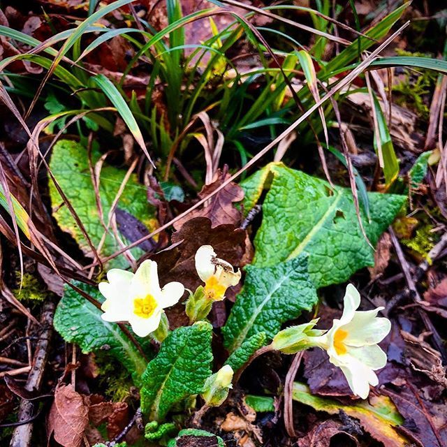 farmerpaula's tweet photo. First #wildwildprimrose found in the depths of the farm on Saturday. Also from tomorrow the mornings begin to get lighter - just by a minute tomorrow...at last! #smallsigns #farmlife #primrose #springstirrings #earlymornings https://t.co/yOmhnbLMut https://t.co/GRf9Dc9FyI