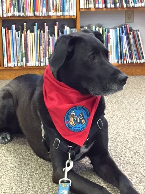 libraryraymond's tweet image. Lucy the therapy dog is here this Wednesday 1:20-2:00. Call to reserve a time slot to read with her!

#TherapyDog #TherapyDogsAtTheLibrary #LibraryDogs