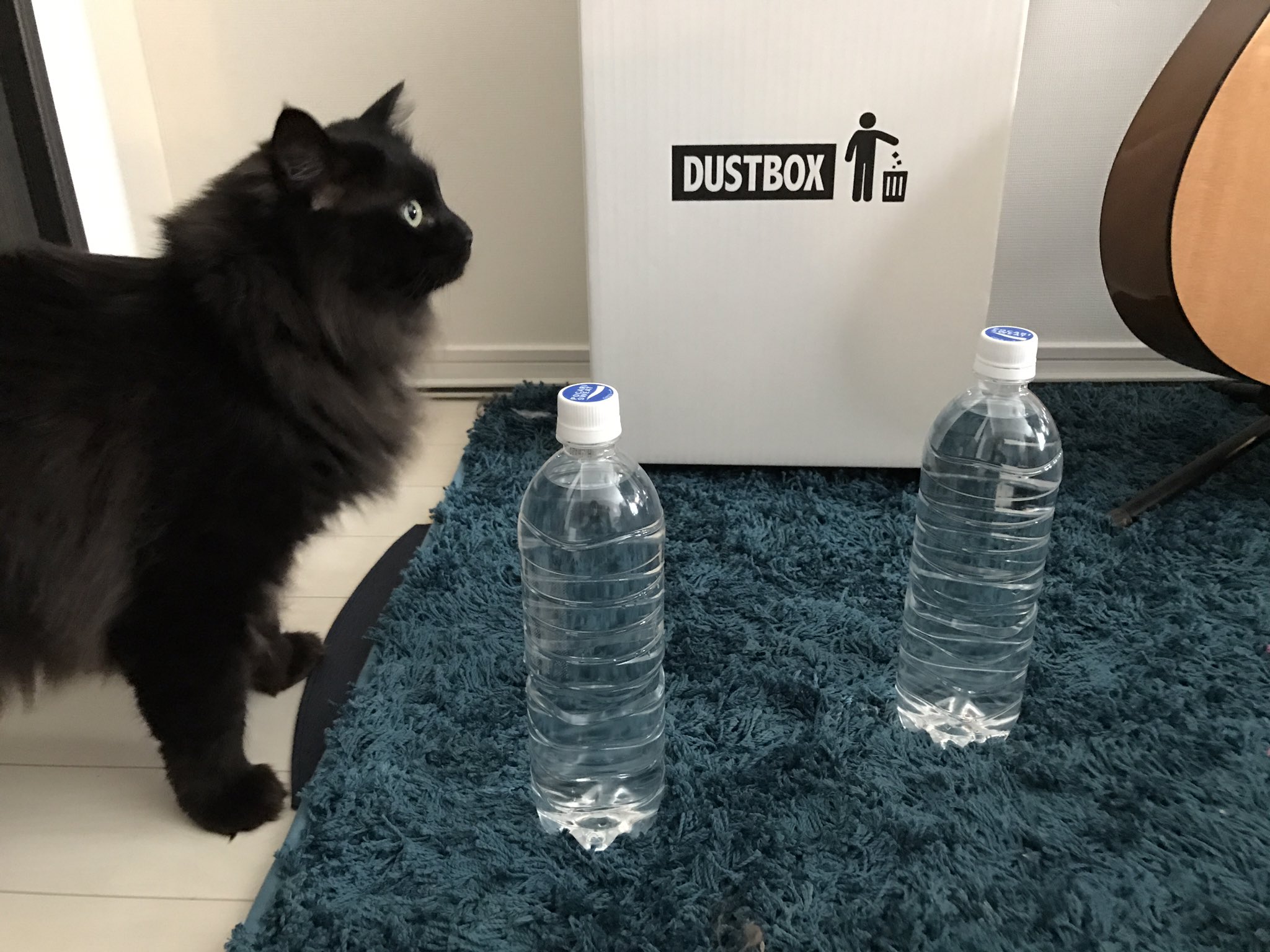 雫 猫よけペットボトルってあるけど 多分意味ないよね T Co Achkdgnb2j Twitter