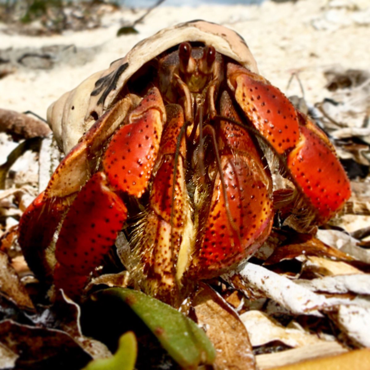 Twgate's tweet image. Hermit Crab is ready for his close up on #drytortugas.  #hermitcrab #keywest #drytortugasnationalpark