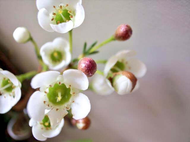 もも בטוויטר おはようございます 1 16誕生花 ワックスフラワー 花言葉 まだ気づかれない長所 別名カメラウキウム オーストラリア原産でワイルドフラワーのひとつ 春から夏に咲き 蝋細工のような光沢と枝や葉から香るレモンのような香りが魅力です 別名は