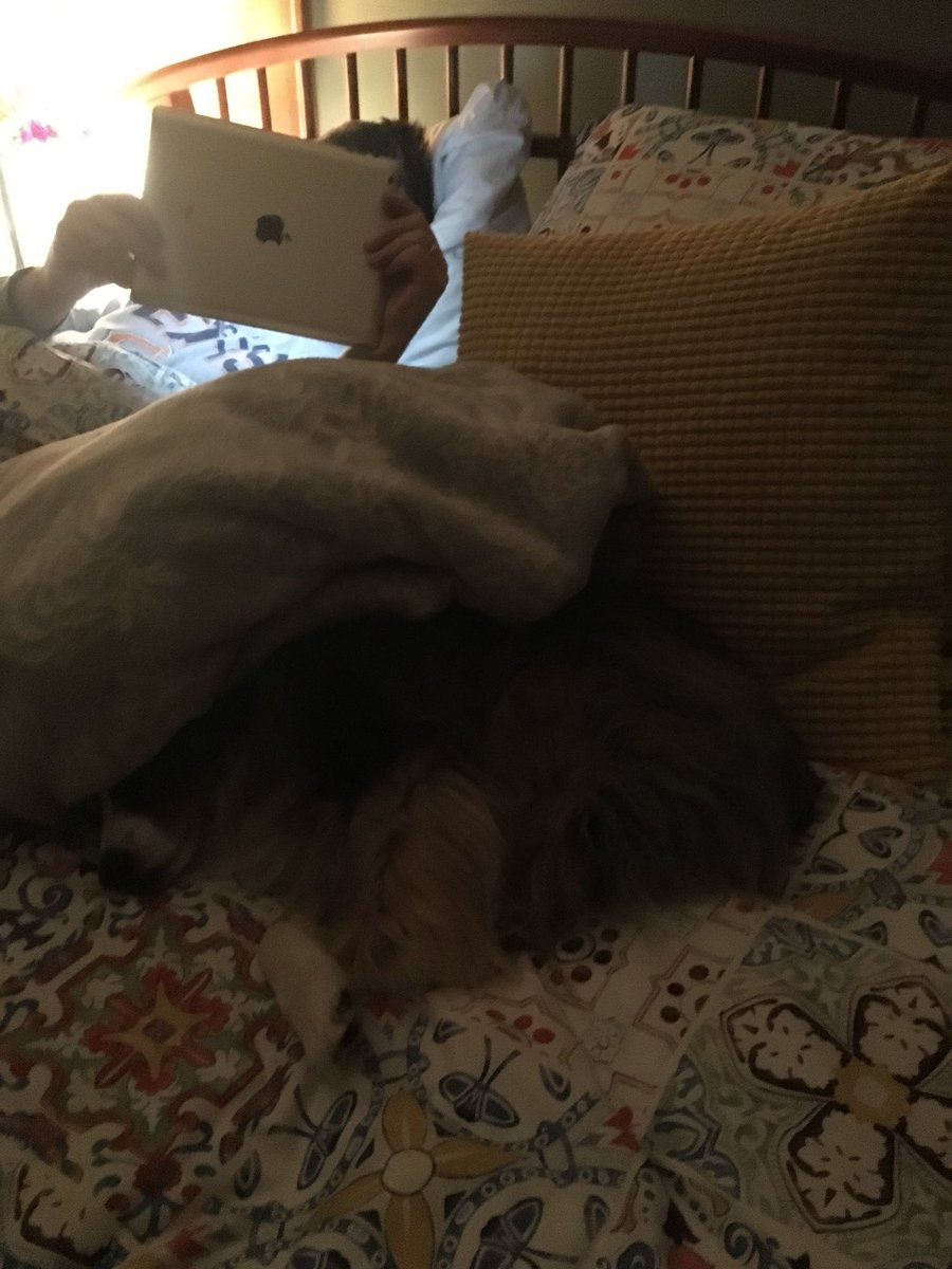 thatCRAZYlily's tweet photo. Mom isn’t taking my hints that she should sleep somewhere else https://t.co/cIVGQcmOxt