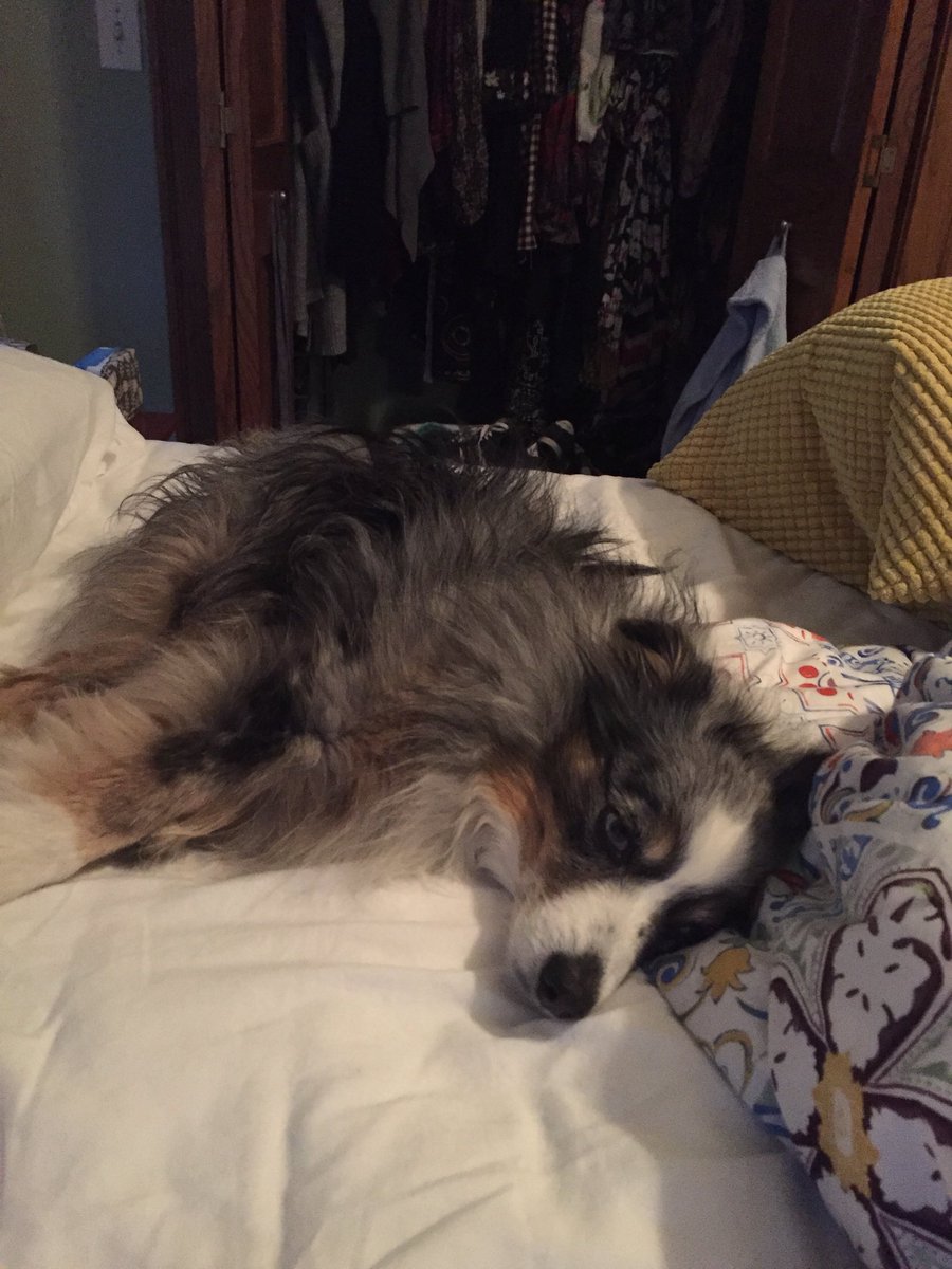 thatCRAZYlily's tweet photo. Mom isn’t taking my hints that she should sleep somewhere else https://t.co/cIVGQcmOxt