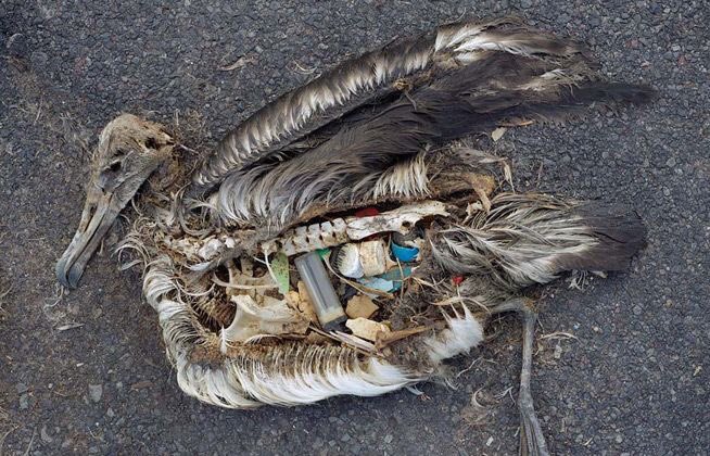 SweetyGirl_2009's tweet photo. A dead albatross chick photographed on Midway Atoll, a strip of sand and coral in the North

📷 Chris Jordan, https://t.co/fvPYJIXVQO https://t.co/PTUNLXK4bS