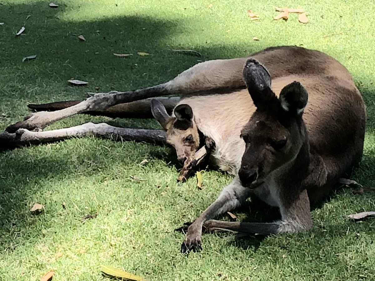 GolfAust's tweet photo. There are caddies, and then there are caddies. Here’s your morning AWWWW moment from the beautiful @Wanneroogc at #AusAm  @AMAZINGNATURE https://t.co/tBmJxw9PRr