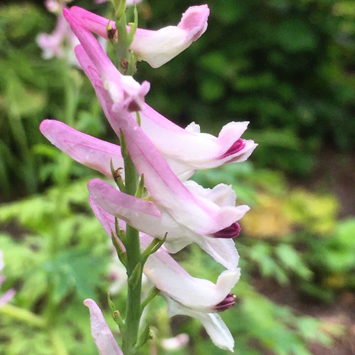 Corydalis caseana - meterhög Corydalis från Californien.