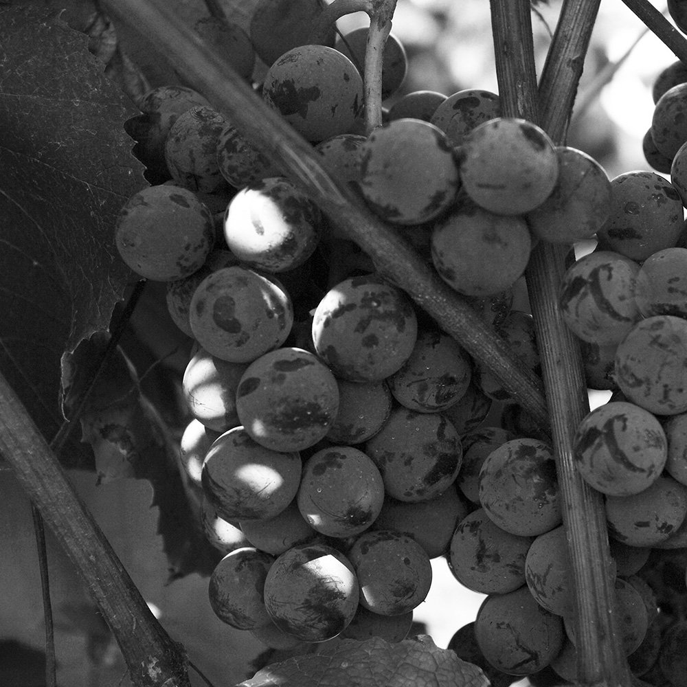 MissouriWines's tweet photo. Did you know... Norton has been grown in Missouri since the 1840s
#MOwine #MONorton #NortonMonth https://t.co/iywTxZjbIO