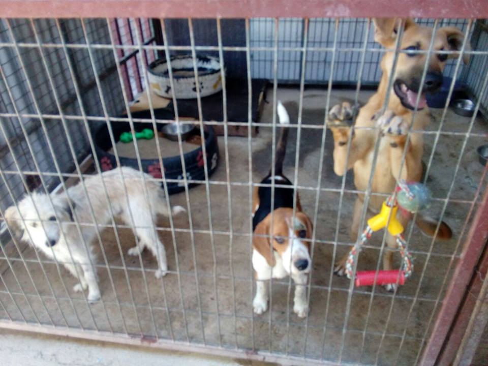 CausaSumados's tweet photo. Urgente adopciones. Muchos cachorritos bbcitos en canl #laSerena. DF x favor. No más abandonos. Esterilicen. Ellos sufren mucho. Adopciones de lunes a viernes de 9 a 5 Parque Coll la serena @la_serena_chile @subderecoquimbo @CuidaTuPeludo @LaSerenaIV @LaSerena_Elqui 🐶🐶 https://t.co/eZcb9fn3hf