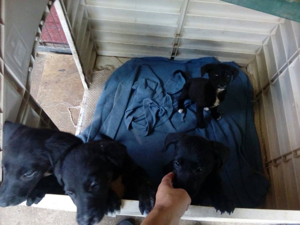 CausaSumados's tweet photo. Urgente adopciones. Muchos cachorritos bbcitos en canl #laSerena. DF x favor. No más abandonos. Esterilicen. Ellos sufren mucho. Adopciones de lunes a viernes de 9 a 5 Parque Coll la serena @la_serena_chile @subderecoquimbo @CuidaTuPeludo @LaSerenaIV @LaSerena_Elqui 🐶🐶 https://t.co/eZcb9fn3hf