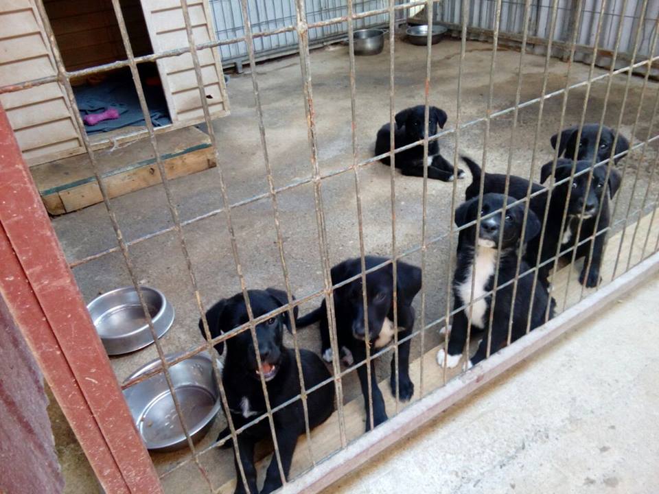 CausaSumados's tweet photo. Urgente adopciones. Muchos cachorritos bbcitos en canl #laSerena. DF x favor. No más abandonos. Esterilicen. Ellos sufren mucho. Adopciones de lunes a viernes de 9 a 5 Parque Coll la serena @la_serena_chile @subderecoquimbo @CuidaTuPeludo @LaSerenaIV @LaSerena_Elqui 🐶🐶 https://t.co/eZcb9fn3hf