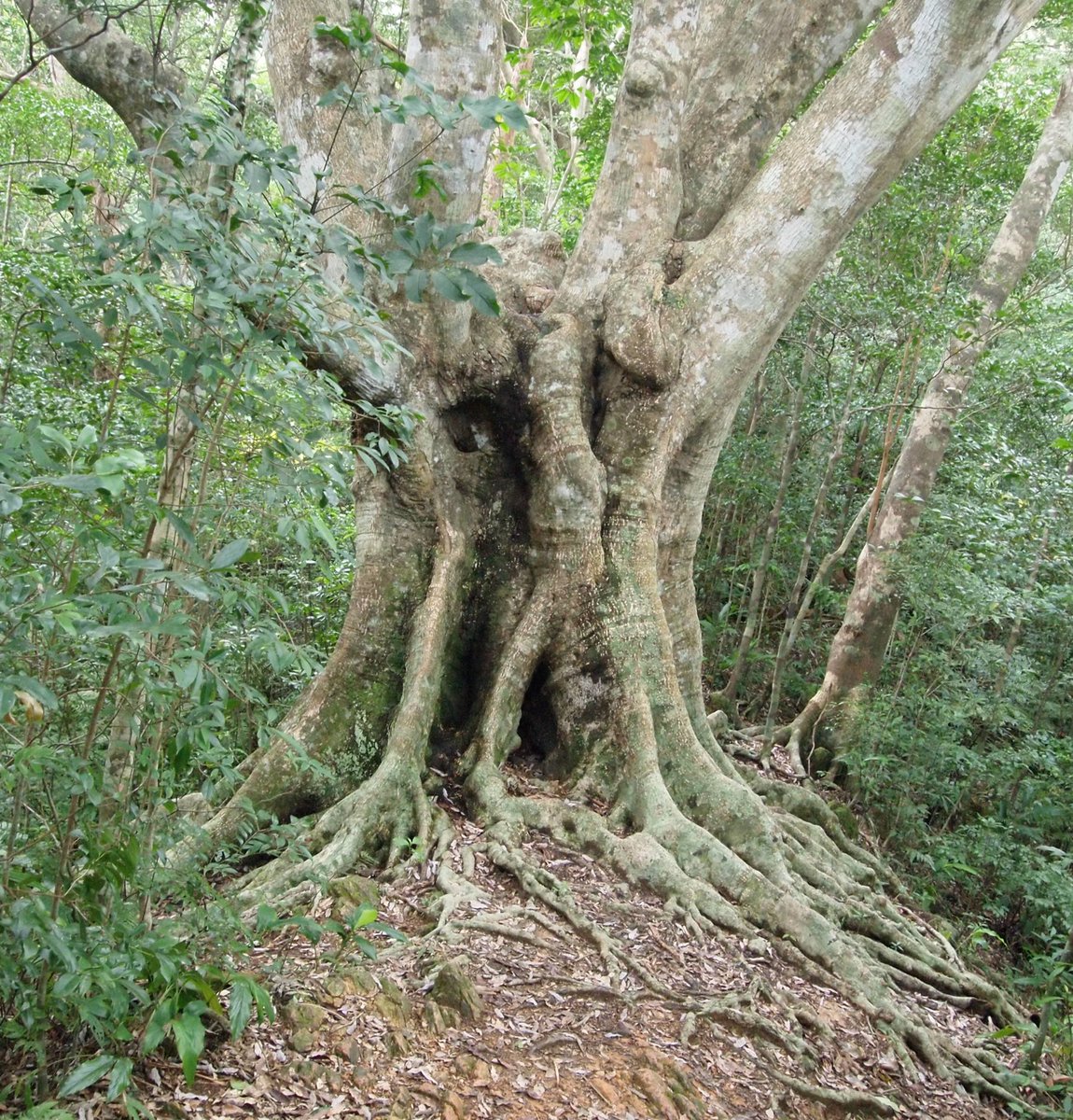 J S オキナワウラジロガシの巨樹 Quercus Miyagi