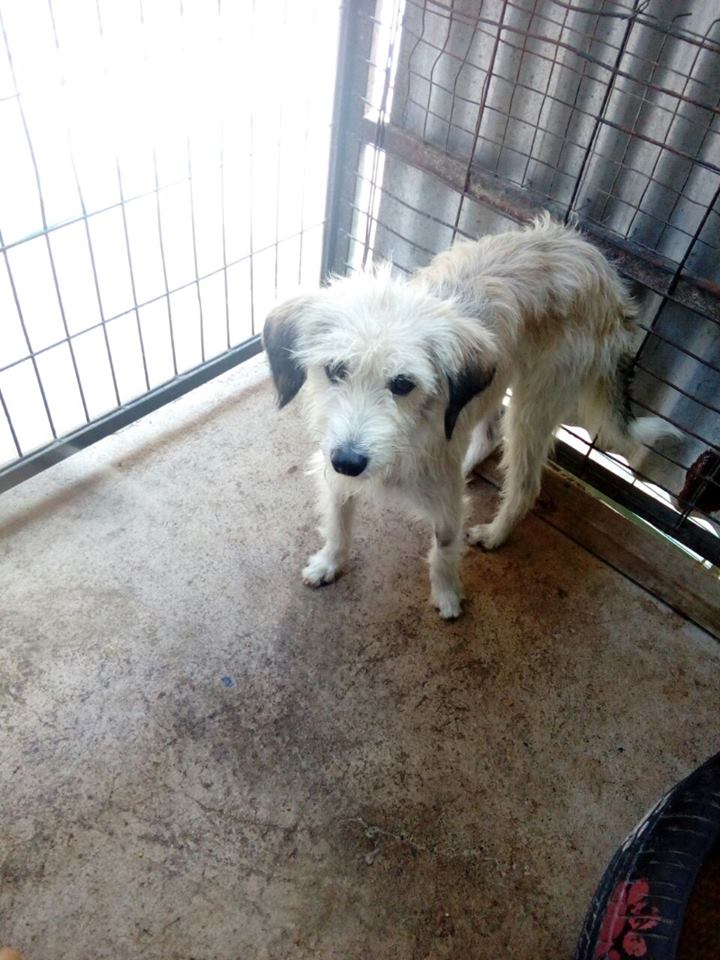CausaSumados's tweet photo. + perritos buscando hogar y LOVI y CHIMI q aún permanecen sin hogar luego de + de un año de encierro. No pueden vivir toda la vida ahí y menos que los larguen a la calle. Adopciones por favor. Esterilicen. Amen y cuiden a los animales. Rescaten. Ayuden! #LaSerena 🐶🐶 Parque Coll https://t.co/RJjvCzT9lu