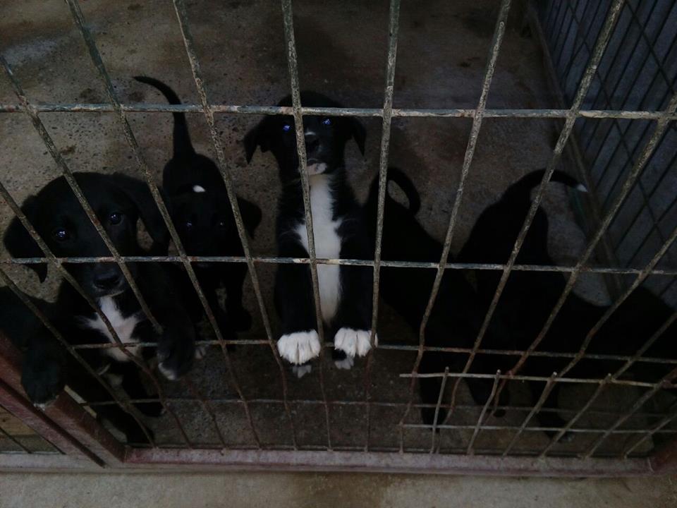 CausaSumados's tweet photo. + perritos buscando hogar y LOVI y CHIMI q aún permanecen sin hogar luego de + de un año de encierro. No pueden vivir toda la vida ahí y menos que los larguen a la calle. Adopciones por favor. Esterilicen. Amen y cuiden a los animales. Rescaten. Ayuden! #LaSerena 🐶🐶 Parque Coll https://t.co/RJjvCzT9lu