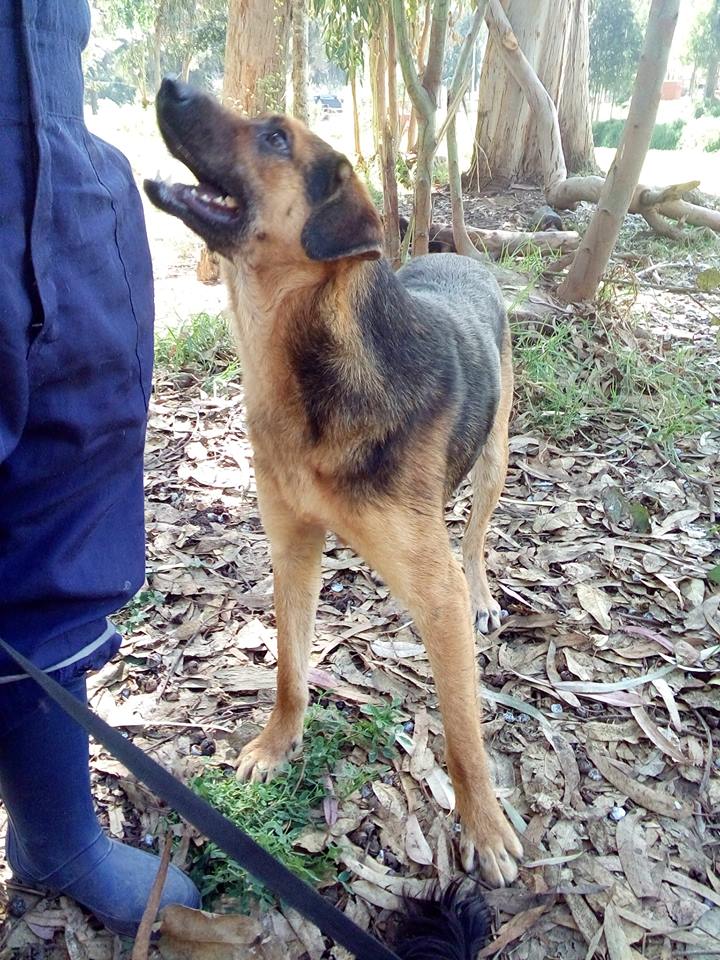 CausaSumados's tweet photo. + perritos buscando hogar y LOVI y CHIMI q aún permanecen sin hogar luego de + de un año de encierro. No pueden vivir toda la vida ahí y menos que los larguen a la calle. Adopciones por favor. Esterilicen. Amen y cuiden a los animales. Rescaten. Ayuden! #LaSerena 🐶🐶 Parque Coll https://t.co/RJjvCzT9lu