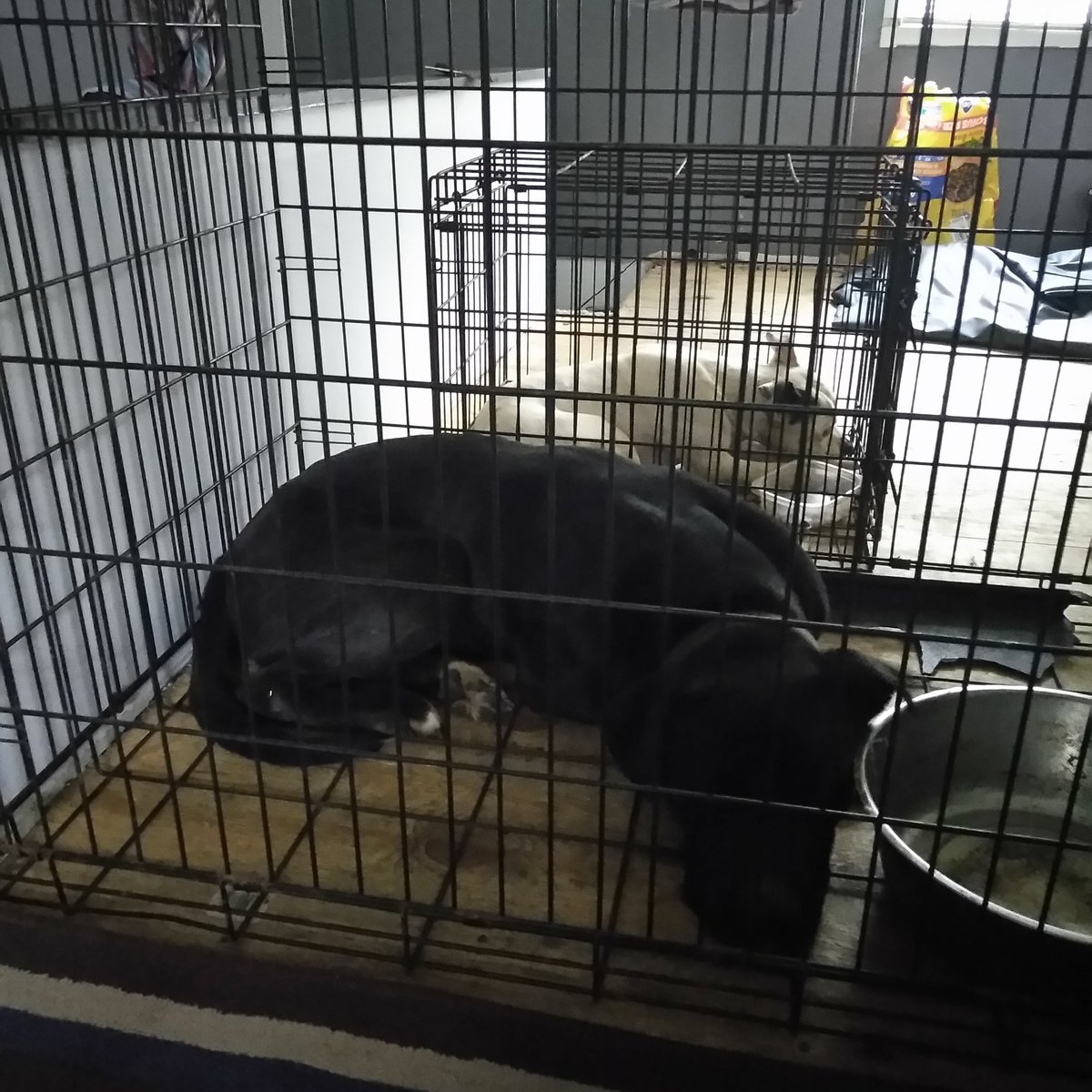 AbramHouston2's tweet photo. Hello family and my friends at the crib babysitting Trigger my wife black dog and my dog Gotti all white with the brown ear shit they workin the shit outta my butt https://t.co/o5B79WMK3l
