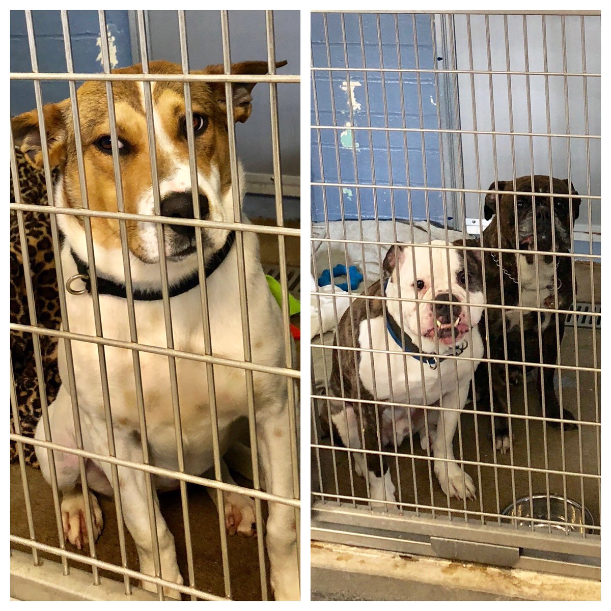 BollenbachJess's tweet photo. #quadcares Thanks to the Bloomingdale Animal Shelter for a great day. These guys enjoyed the company. https://t.co/r1PTKqPf4U