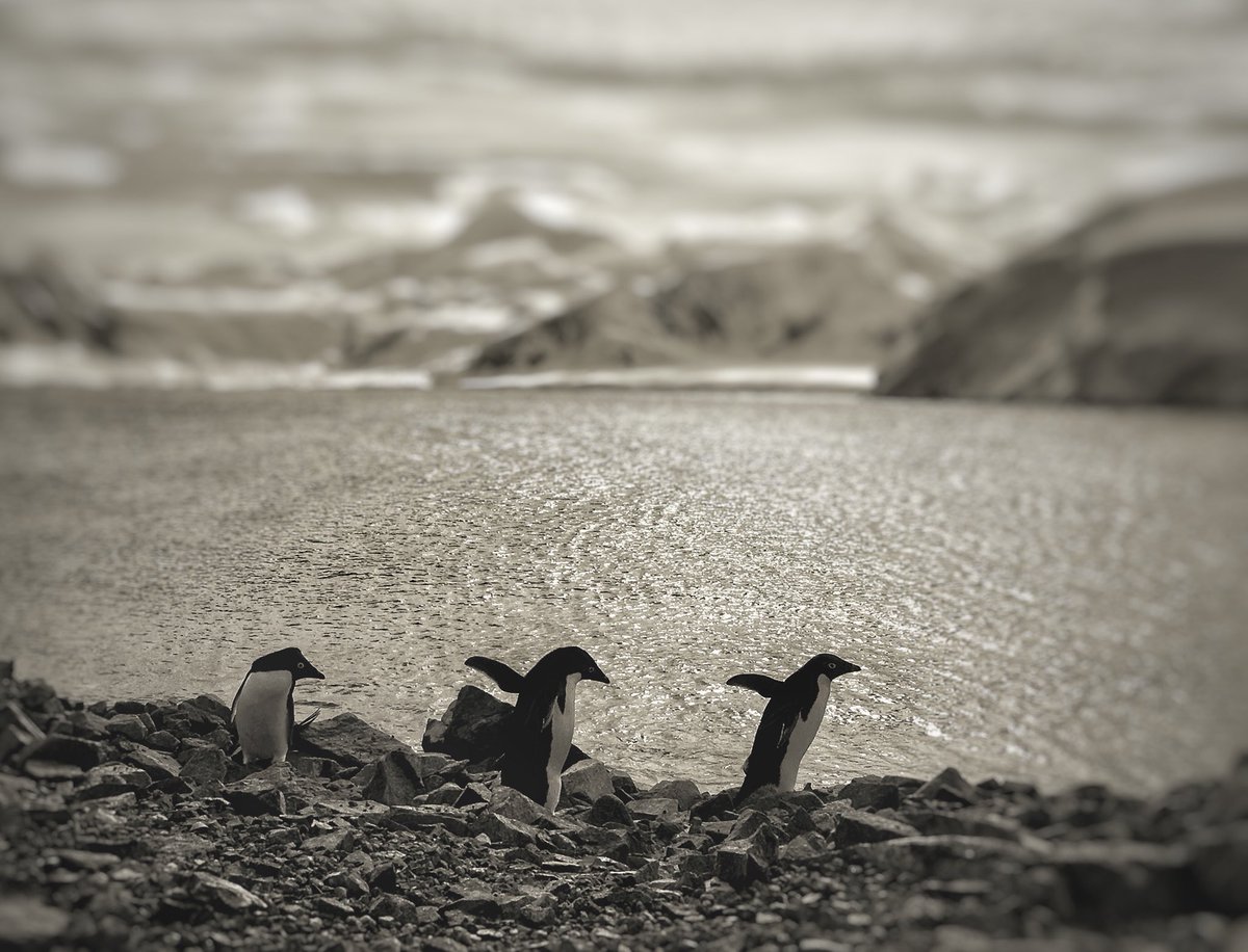 _ekatedillon's tweet photo. I have been living in Antarctica for nearly 2 months now (15 more to go). Life cannot get better than this. Follow my insta @doctorinantarctica for daily photos. #remotemedicine #antarctica #instagram #expeditiondoctor #dailyphotos #wildlifephotography #penguins https://t.co/o9mVkTYr8S