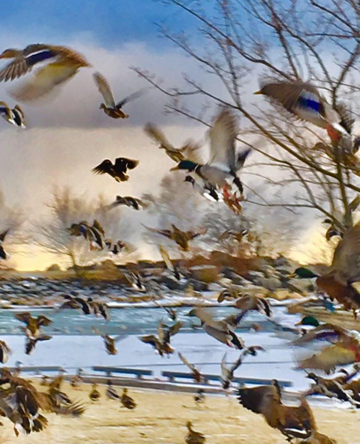 KevinWBCCW's tweet photo. It was sooooo cold on Sunday afternoon yet, photo's like this make it all worthwhile. 💕Looks like a painting but it's an actual painting. 
#findingthebeauty
@metromorning https://t.co/Jfx5fniJTQ