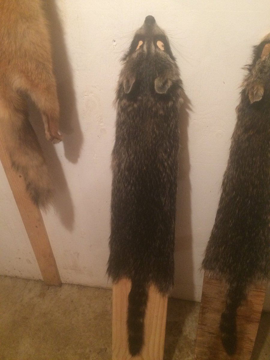 Hung a few coons today !!