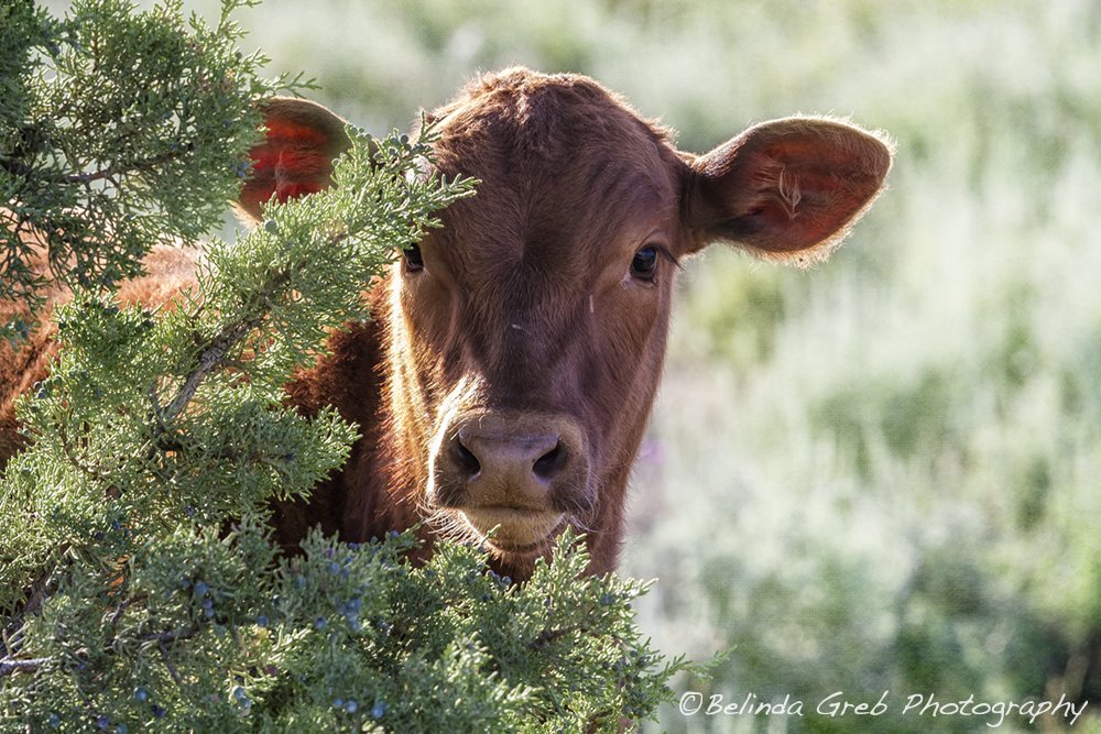BelindaGreb's tweet photo. Shy Calf by Belinda Greb https://t.co/Ok3SyLNsp3 Cow Photography https://t.co/vU74qvl5TB