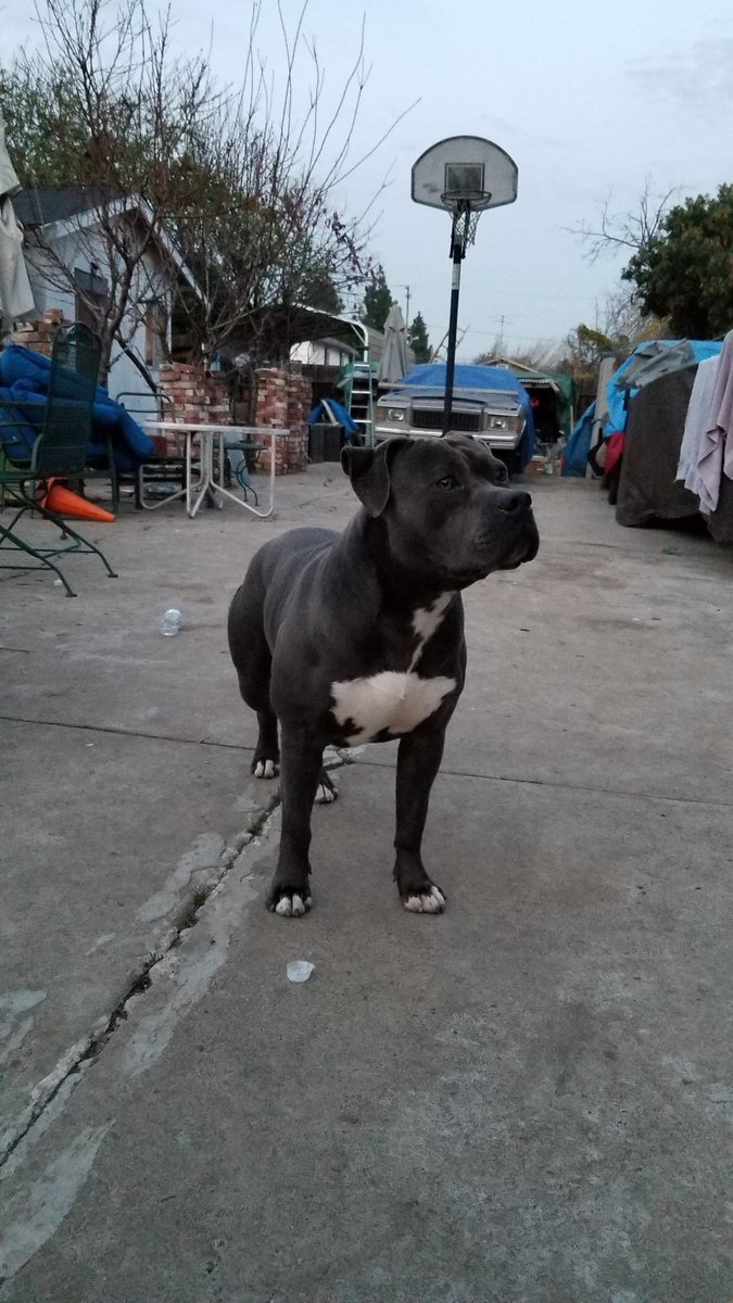 NW6Banger's tweet photo. Mannnn, I already been doing me, I already been progressing #kodak #whatsthats #lookatmedad #mommawasadropout #bluenose #pitbull #igotabiggerchest #notapup #fuckboy #istillbarklikeabitch #s8+ #RT #socialmediawhore #pit #dog #fuck12 https://t.co/gpFw5GdZTs