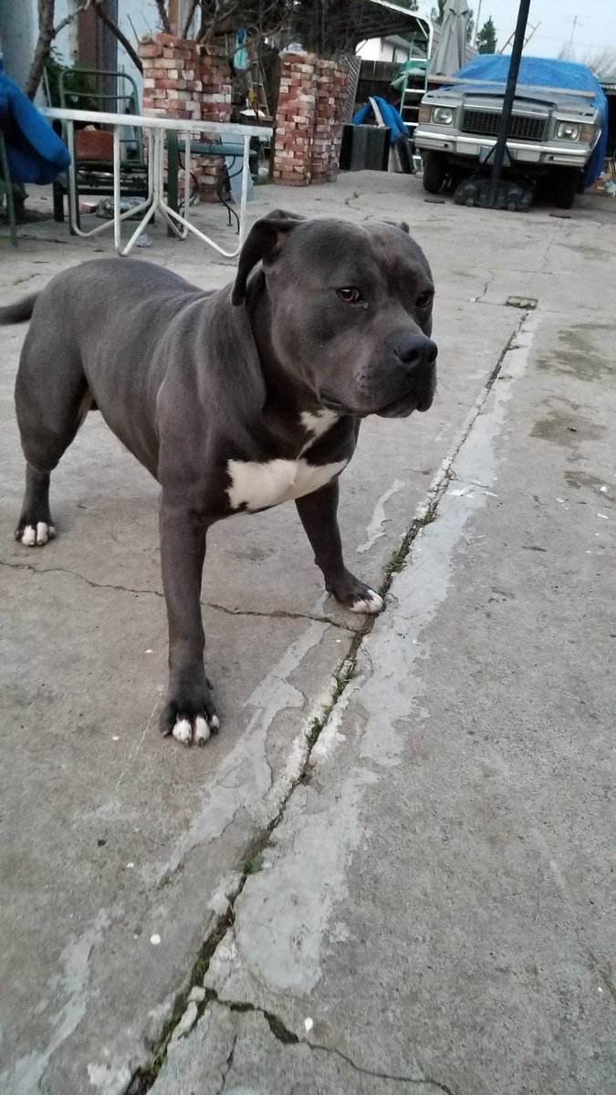 NW6Banger's tweet photo. Mannnn, I already been doing me, I already been progressing #kodak #whatsthats #lookatmedad #mommawasadropout #bluenose #pitbull #igotabiggerchest #notapup #fuckboy #istillbarklikeabitch #s8+ #RT #socialmediawhore #pit #dog #fuck12 https://t.co/gpFw5GdZTs