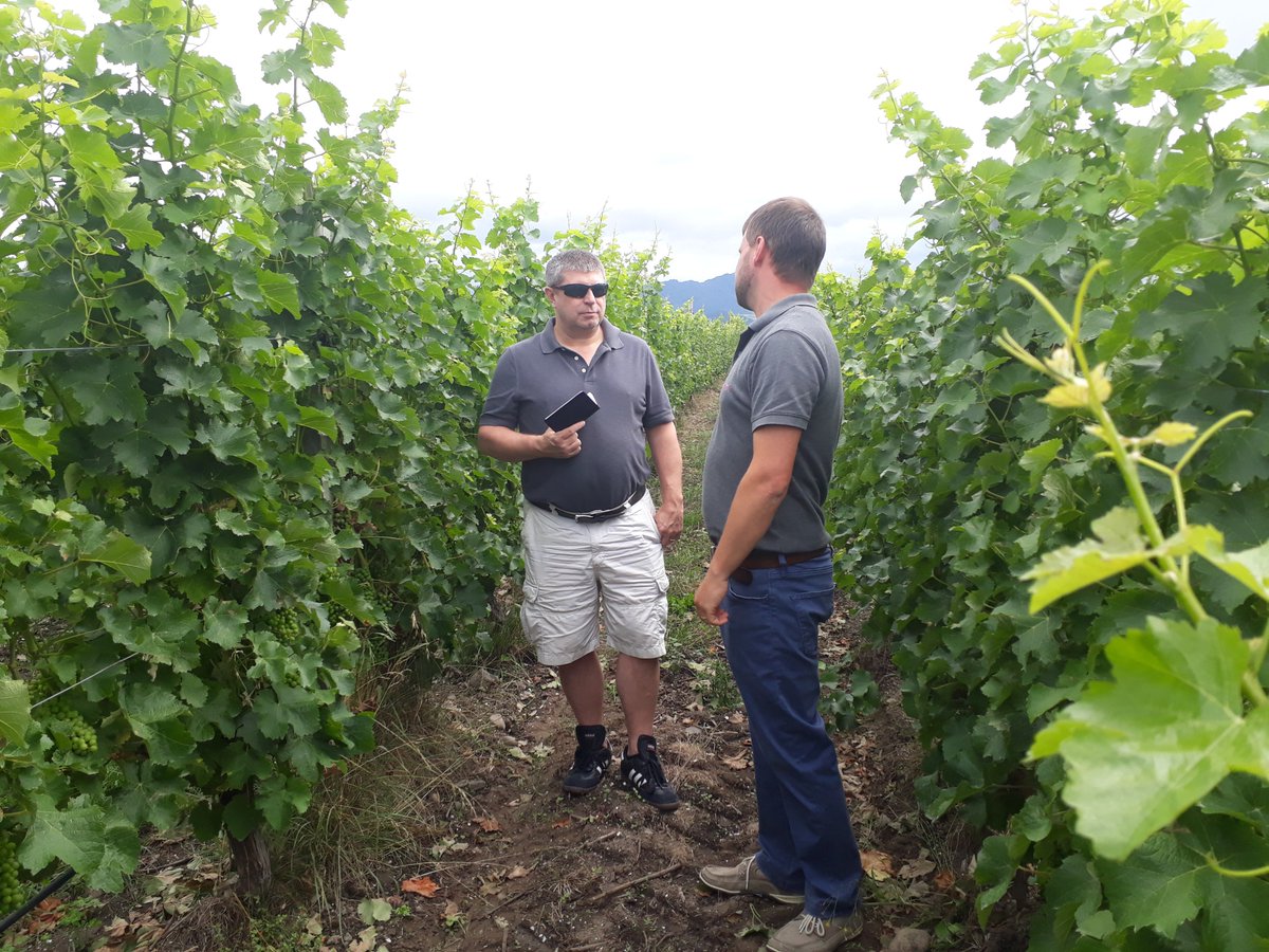 Clos Henri Vineyard tweet media