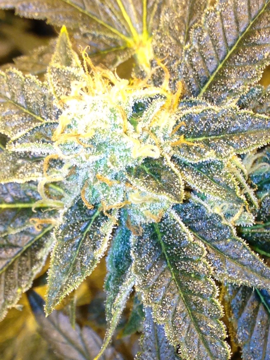 SkunkbeardGenet's tweet photo. Jesus OG from #TGAGenetics #Subcool . Day 42 stacking on the frost! Smells of a light earthy, fruity Og. #skunkbeardgenetics #thc4ptsd https://t.co/fodqE1we0m