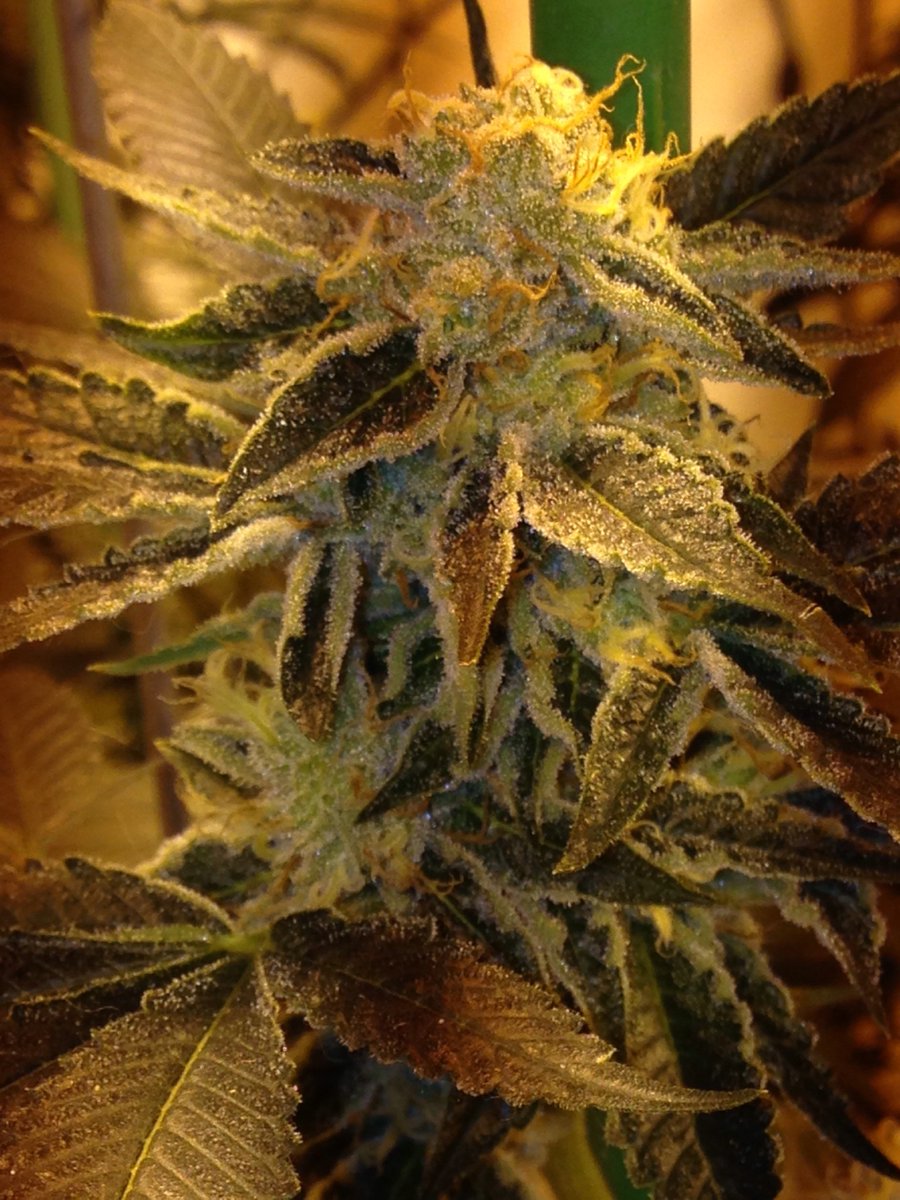 SkunkbeardGenet's tweet photo. Jesus OG from #TGAGenetics #Subcool . Day 42 stacking on the frost! Smells of a light earthy, fruity Og. #skunkbeardgenetics #thc4ptsd https://t.co/fodqE1we0m