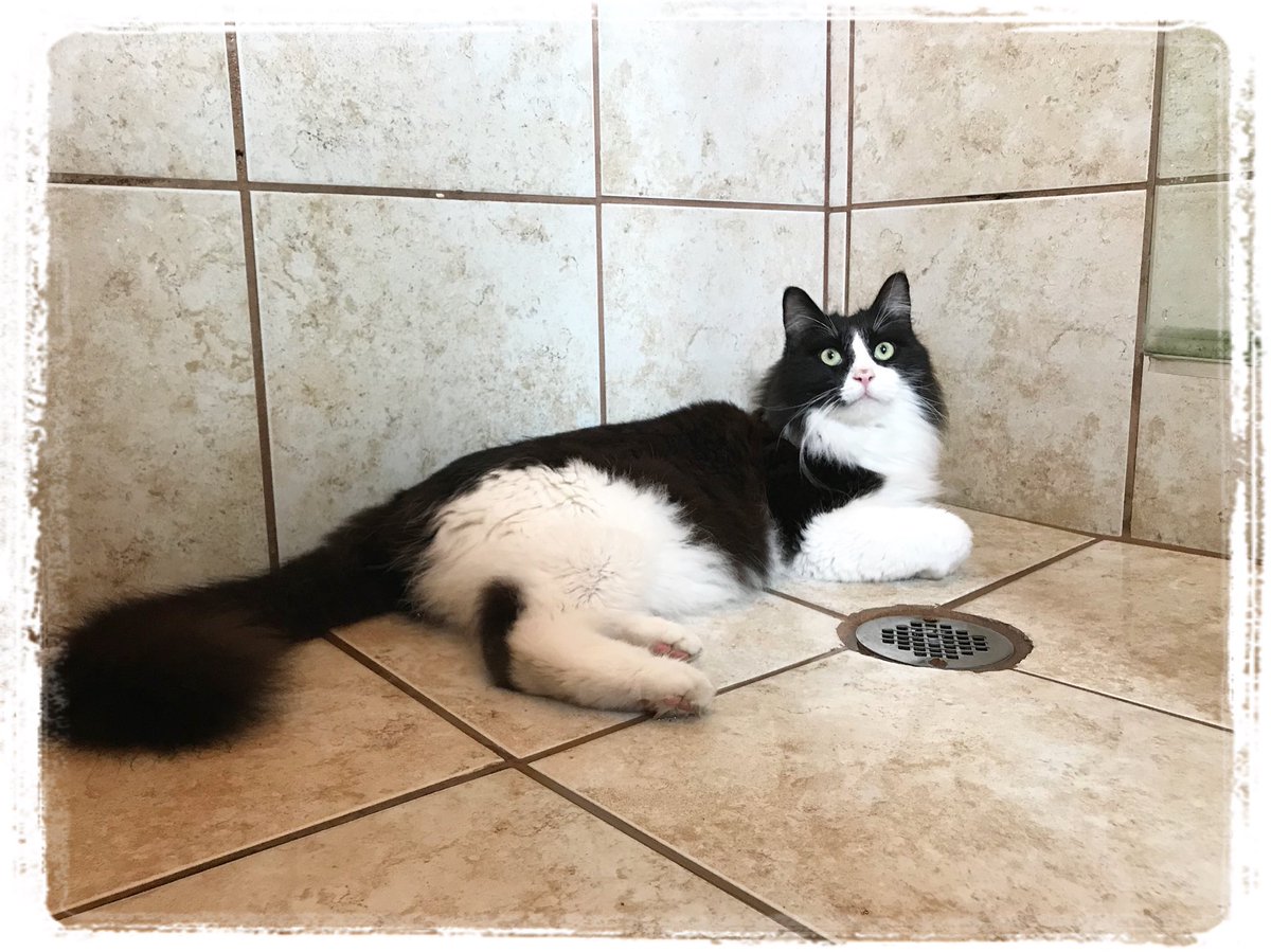 mavericktux's tweet photo. Sometimes I like to hang out in the wet shower 😹🚿 #acatslife #showercat #mygreatcat #wetkitty #tuxedocat #catsoftwitter https://t.co/AHmXcmlgUp