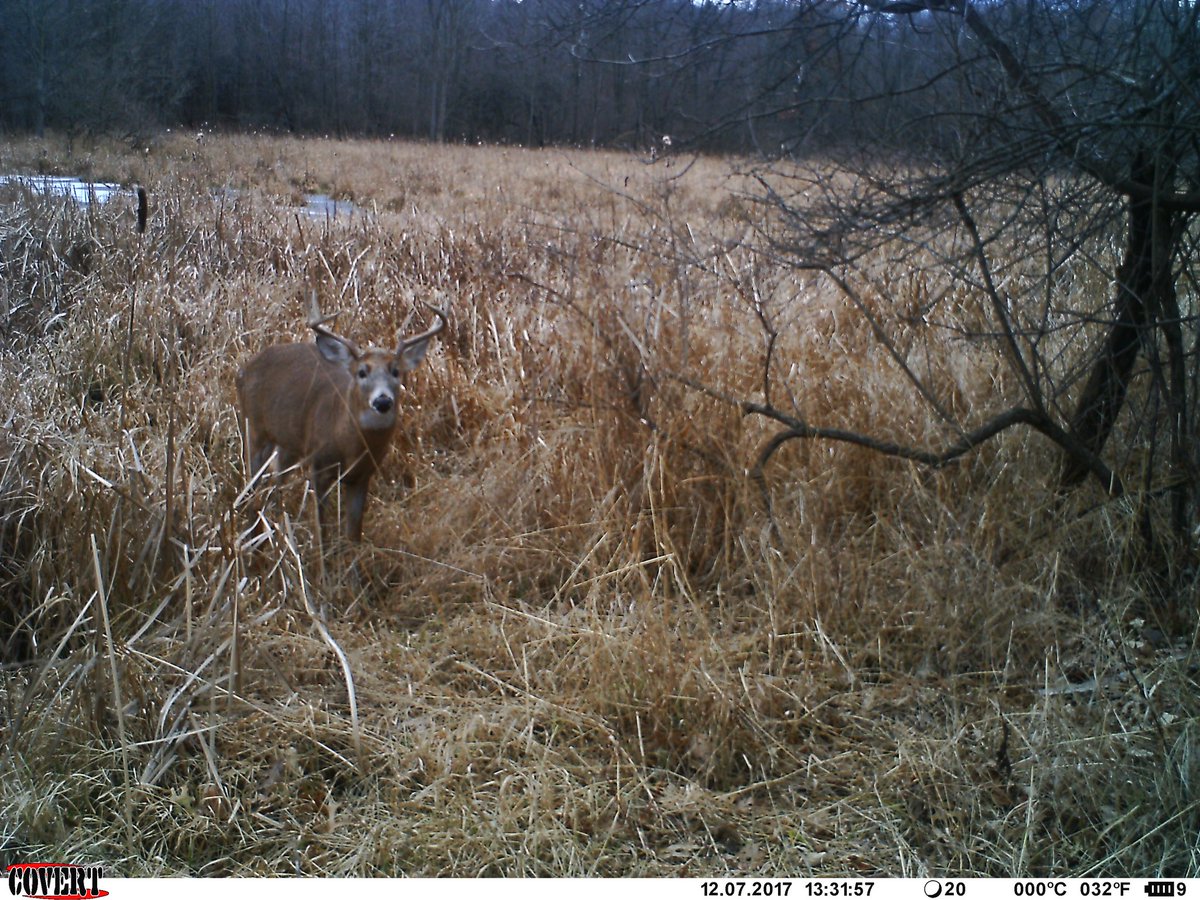 DHBowhunter's tweet photo. A few pictures from a trail camera I placed over a buck bed. This is a huge piece to an elaborate puzzle. Planning next year's hunt already! https://t.co/bSbbGEPFIN