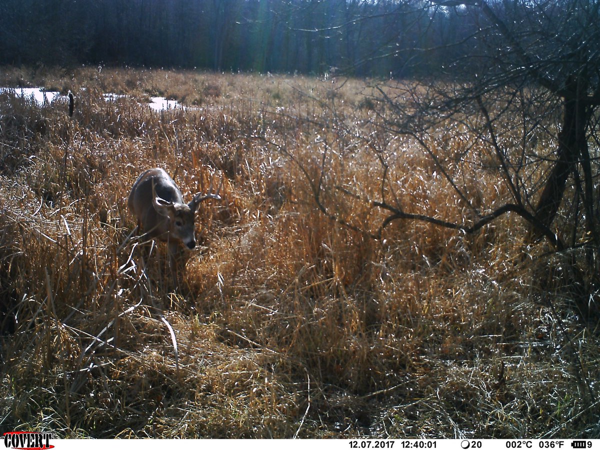 DHBowhunter's tweet photo. A few pictures from a trail camera I placed over a buck bed. This is a huge piece to an elaborate puzzle. Planning next year's hunt already! https://t.co/bSbbGEPFIN