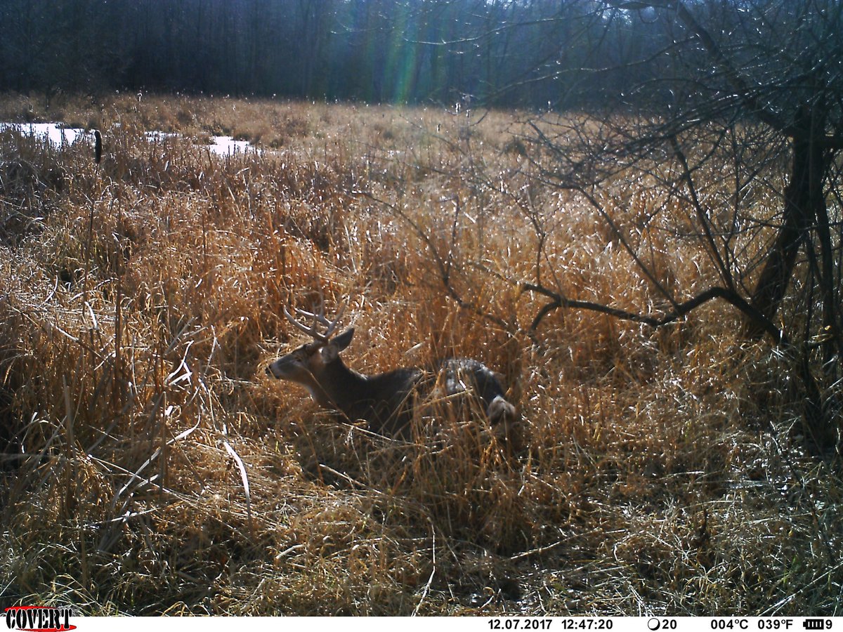 DHBowhunter's tweet photo. A few pictures from a trail camera I placed over a buck bed. This is a huge piece to an elaborate puzzle. Planning next year's hunt already! https://t.co/bSbbGEPFIN