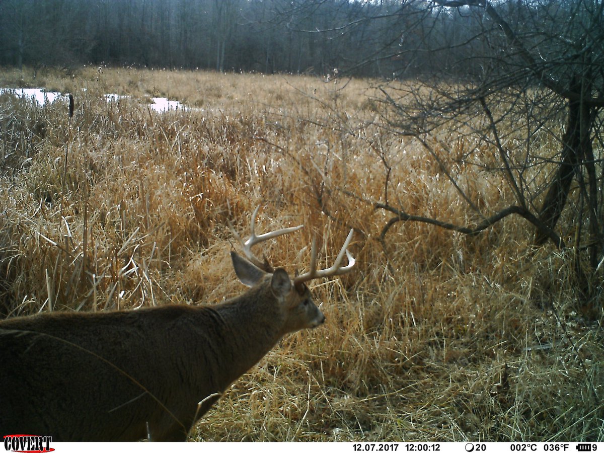 DHBowhunter's tweet photo. A few pictures from a trail camera I placed over a buck bed. This is a huge piece to an elaborate puzzle. Planning next year's hunt already! https://t.co/bSbbGEPFIN