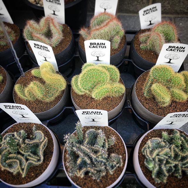 Native Garden Brain Cactus ブレインカクタス 入荷致しました 脳みそサボテン 育つとシワが増えていく珍しい石化サボテンです 1鉢 10 税別 藤沢 藤沢本町 湘南 花屋 Nativegarden サボテン Cactus Brain Braincactus 石化サボテン