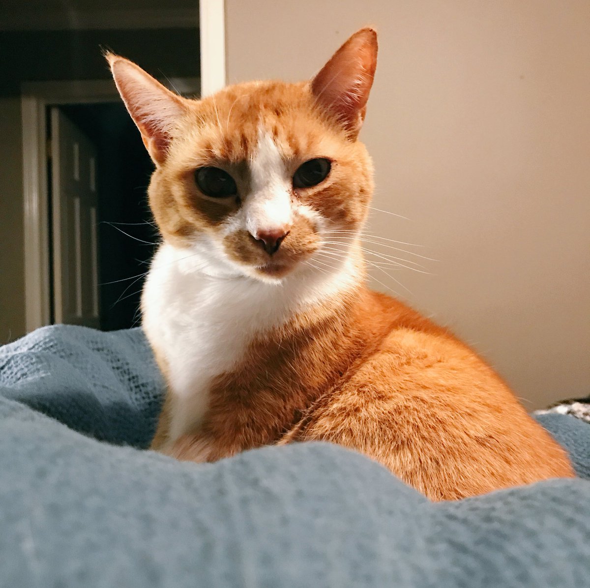 LuckyGoldenCat's tweet photo. What're you lookin at? Fetch me some snacks. #sassycat #orangecat #queenofthecastle #purr #CatsOfTwitter https://t.co/gMZkd0p9gH
