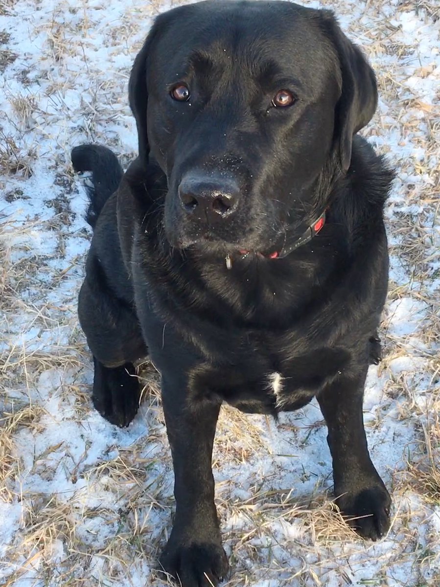 janetsomerville's tweet photo. My serious boy. #dogsoftwitter #labnation https://t.co/psAwT8xuMp