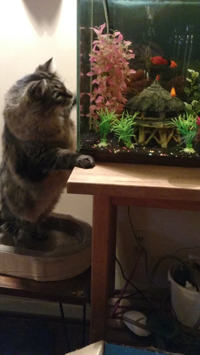 CiscoKitty1's tweet photo. Probably wouldn't taste like much, but it doesn't mean I can't keep them all guessing ! 
#fishyTV https://t.co/DTMBa5AyPl