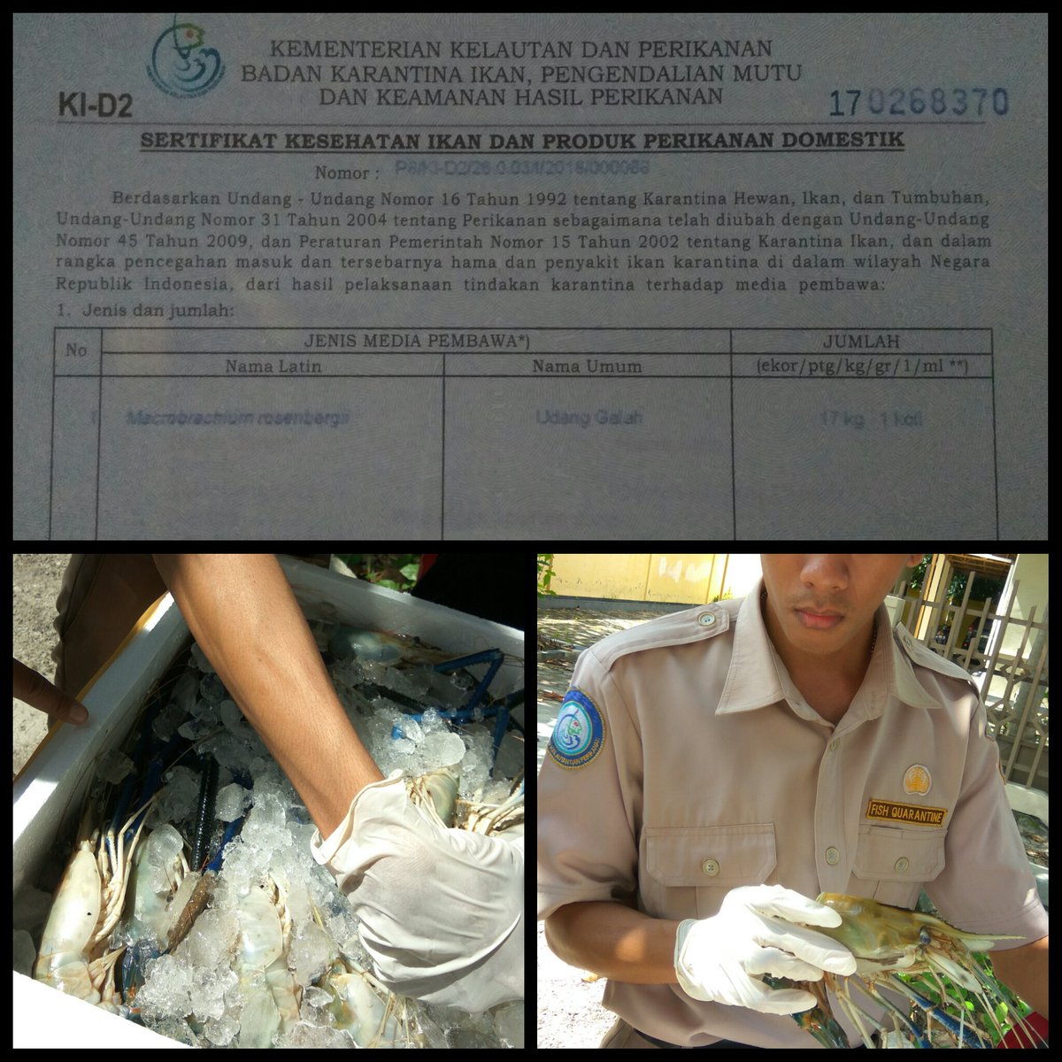BKIPM_Sampit's tweet photo. 16/01 #OneHealthKIPM, Pelayanan Domestik Keluar @KIPM_Sampit Pemeriksaan dan Pengecekan Udang Galah 17 kg 1 koli @HumasBKIPM https://t.co/pOxxL16mpa