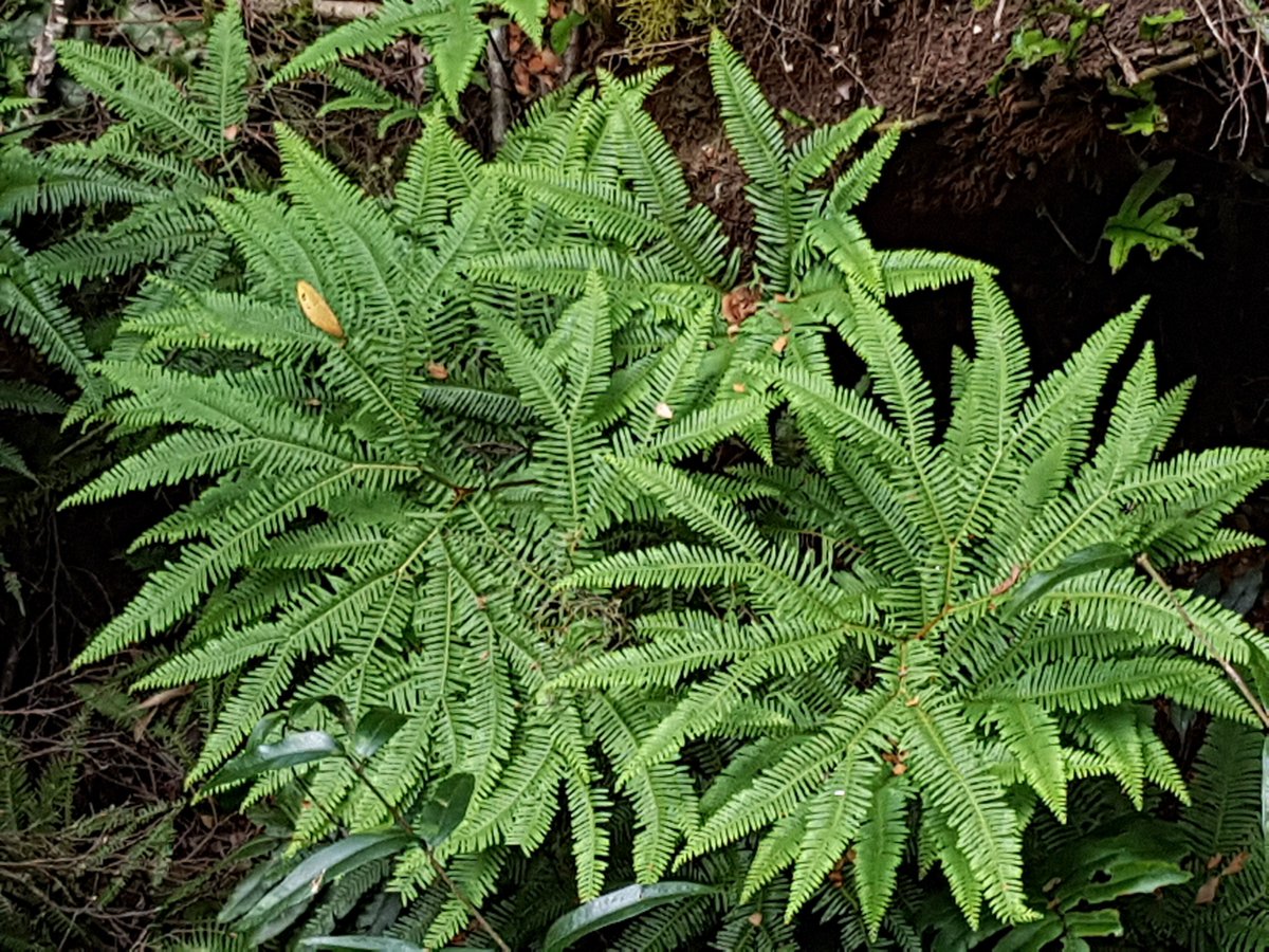 Galeolaria's tweet photo. Sticherus flabellatus, a common Eastern Australian fern in gullies, especially near watercourses; "It is a creeping fern and rambles charmingly along creek banks and over knolls upholstered in nature's greenery" (Victorian Ferns, 1934) #Gleicheniaceae https://t.co/nFKHQbR4uk