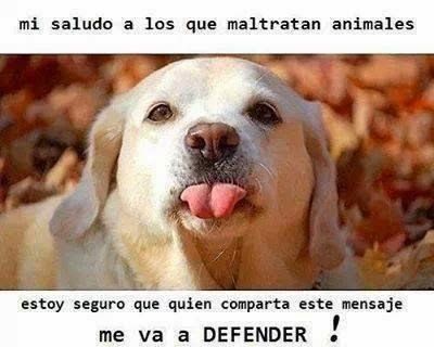 Monipelle's tweet photo. Todas las cosas de la creación son hijos del Padre y hermanos del hombre…Dios quiere que ayudemos a los animales si necesitan ayuda. Cada criatura en desgracia tiene el mismo derecho a ser protegida.
-San Francisco de Asís..... https://t.co/OktJjzLBWo