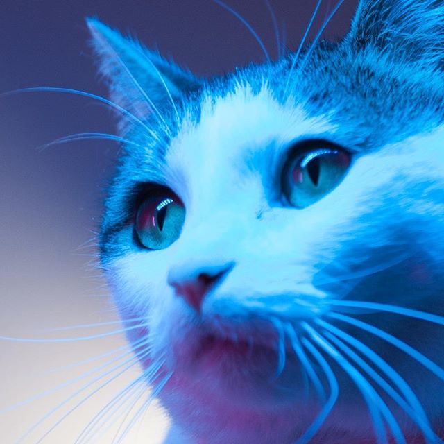 LumafoxCreative's tweet photo. When your doing lighting tests and the only talent around is a cat. @elliebeartuna #catstagram #elliebeartuna #lightingtest #filmmaking #videoproduction #cattalent #cat #meow #catonset #lumafoxcreative #purrfect https://t.co/O2CUBkUghr https://t.co/FKHTnfQjrJ