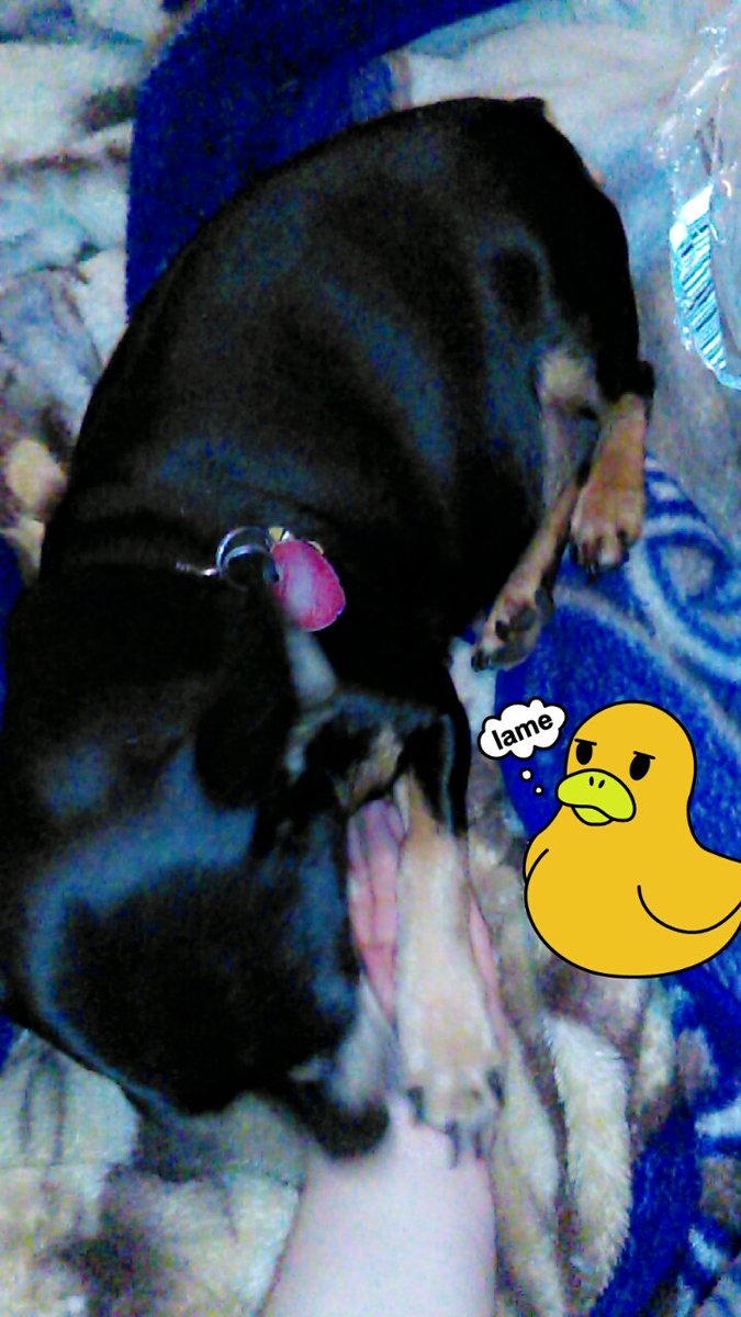 BodyModViking's tweet image. My doggo is a pregnant cutie. This is a preview of a shitty, mini photoshoot Im doing with her last pregnancy. #minpin #pregnant #doggo #miniphotoshoot #preview #lastpregnancy #loveher #lame