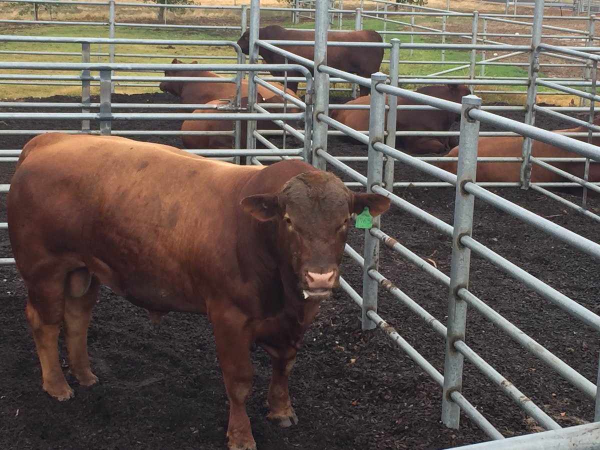 JeisaneAccioly's tweet photo. Great attendance at Benger Bull Select Workshop. Registration for Manypeaks still open. Follow the link below                      https://t.co/fdGyGZyWXm       Or contact Jeisane https://t.co/o9vMCkB7Az