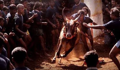 priya_Bshankar's tweet photo. ரொம்ப வருஷத்துக்கு அப்புறம் சர்ச்சை இல்லாத தமிழர்களின் முழுமையான பொங்கல்😊 போராடி கிடைக்கும் வெற்றியின் களிப்பு😊 https://t.co/Ifj2XMNHOk